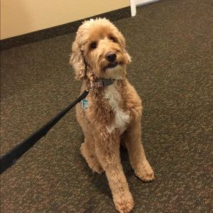 Meet your Posher, Caitlin